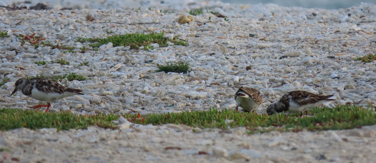 Ruddy Turnstone - ML465502511