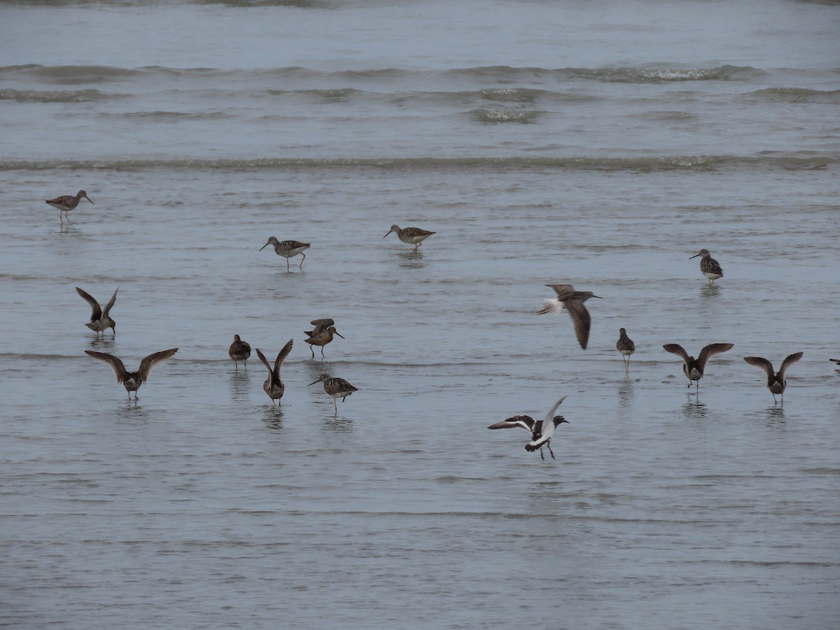 Black Turnstone - ML465503061