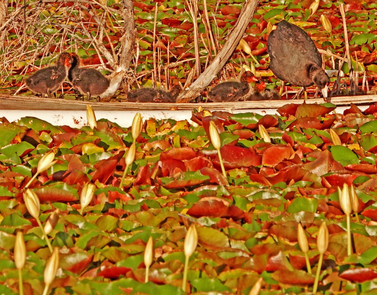 American Coot (Red-shielded) - Diane Drobka