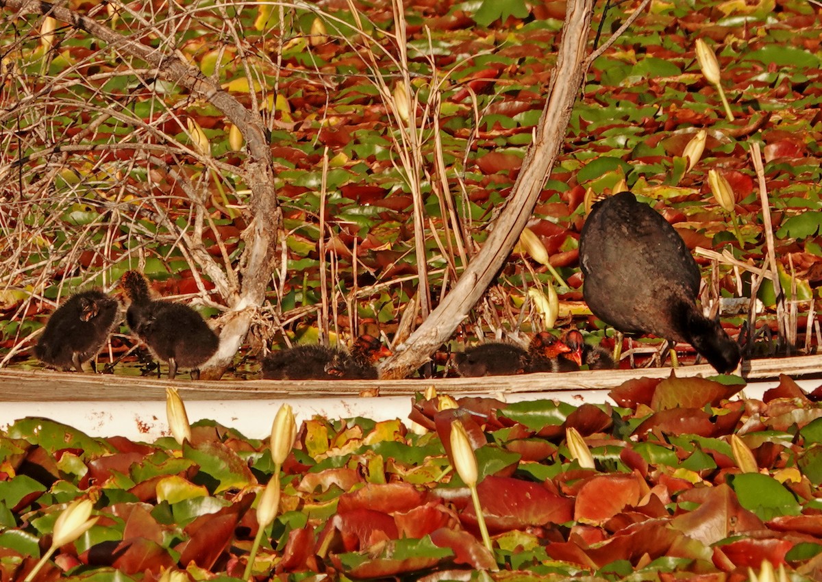 American Coot (Red-shielded) - Diane Drobka