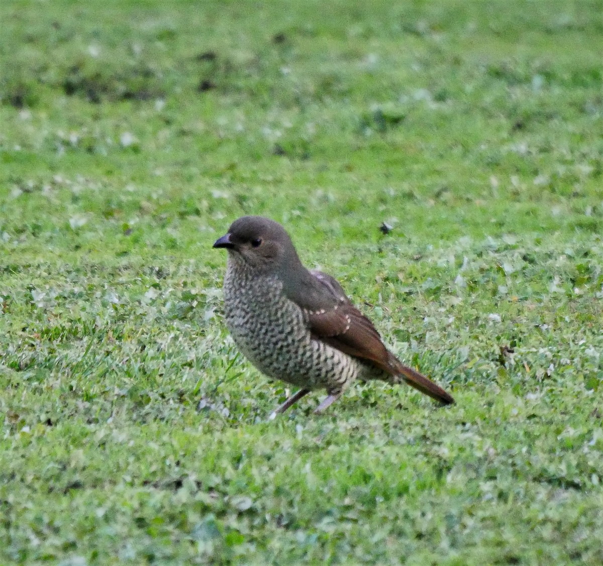 Satin Bowerbird - ML465504651