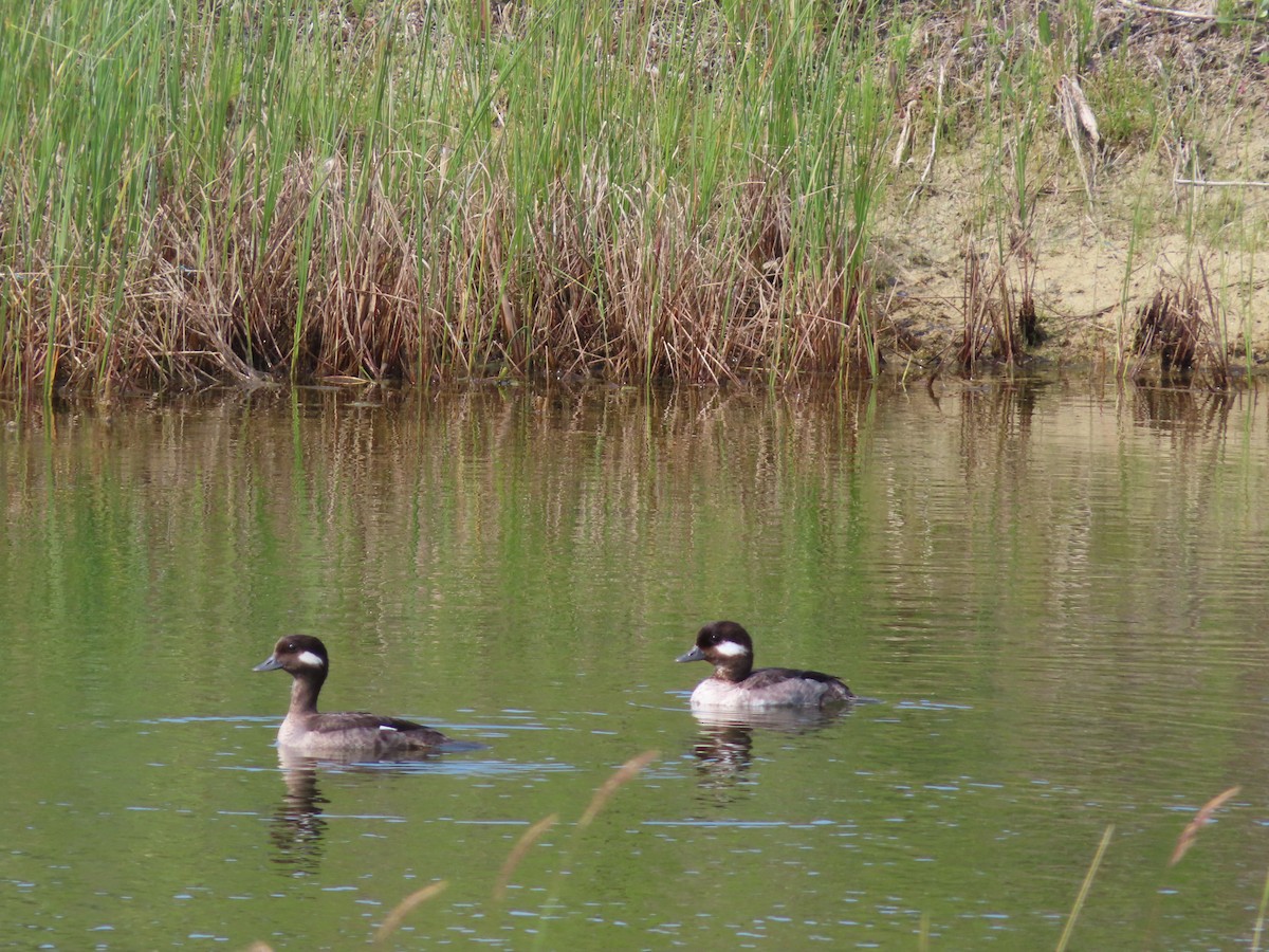 Bufflehead - Michelle Sopoliga