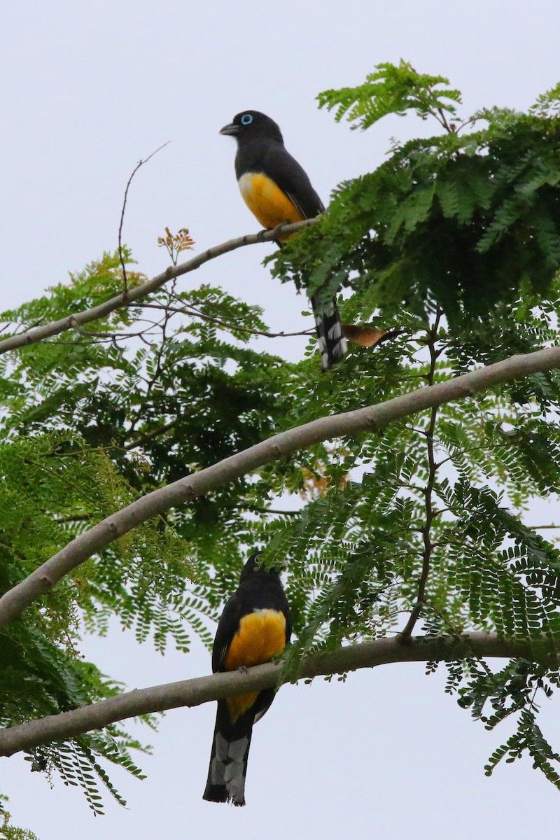 Black-headed Trogon - ML465505071