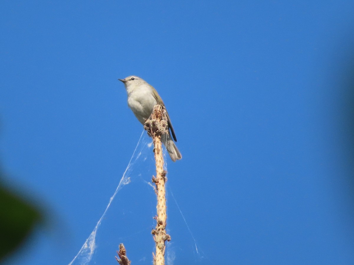 Tennessee Warbler - ML465505091