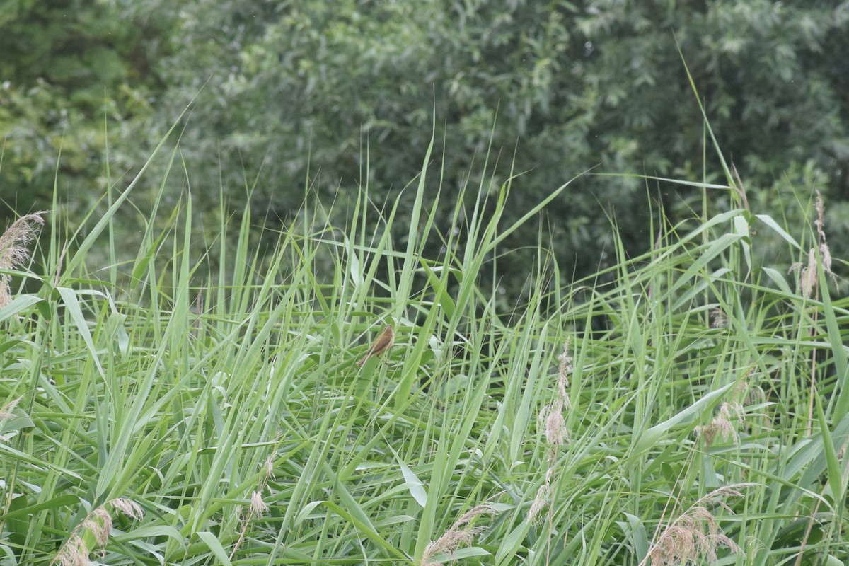 Common Reed Warbler - ML465505881