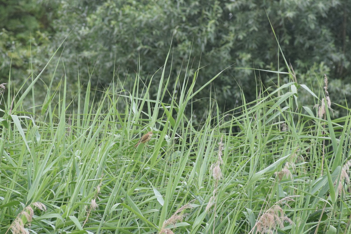 Common Reed Warbler - ML465505891