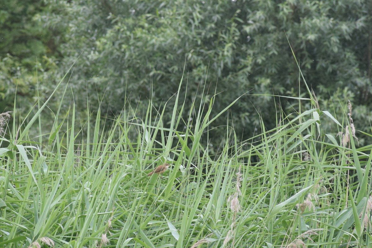 Common Reed Warbler - ML465505901