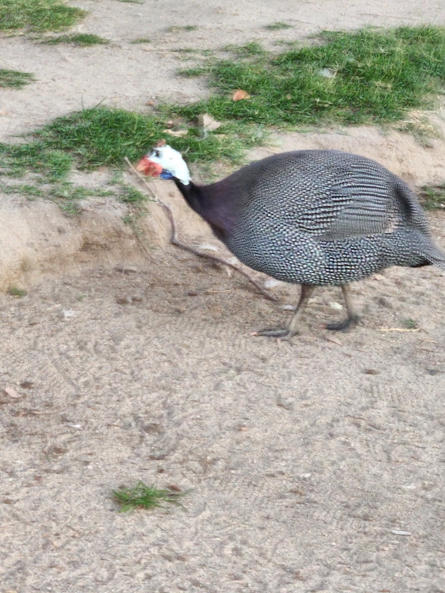 Helmeted Guineafowl (Domestic type) - Sarron Itliong