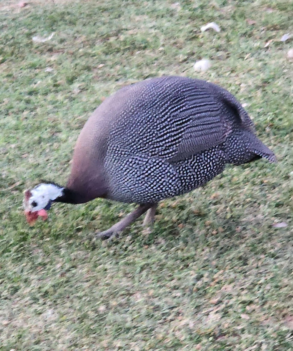 Helmeted Guineafowl (Domestic type) - Sarron Itliong