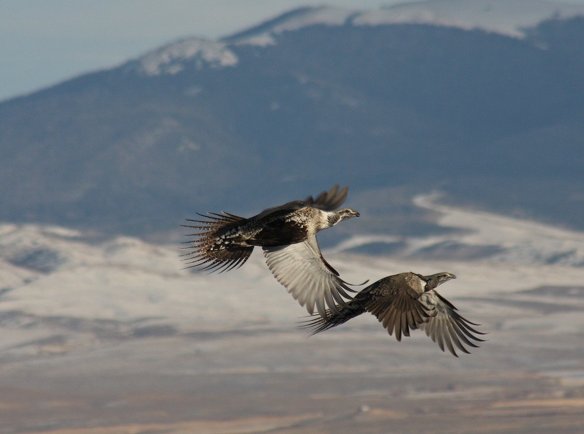 Greater Sage-Grouse - August Hazel