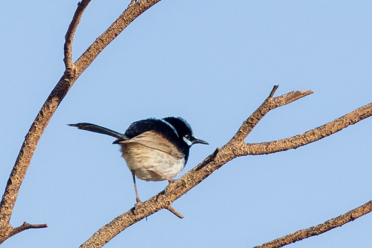 Superb Fairywren - Richard and Margaret Alcorn