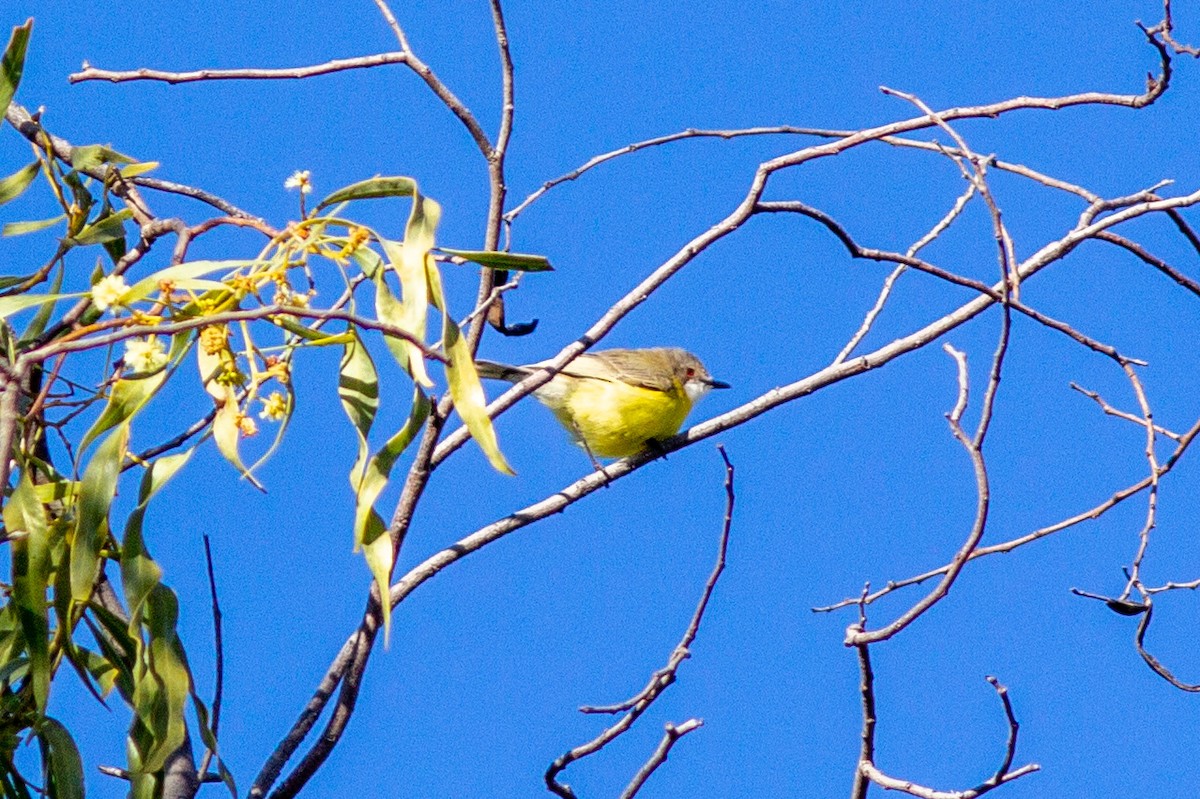 White-throated Gerygone - ML465509461