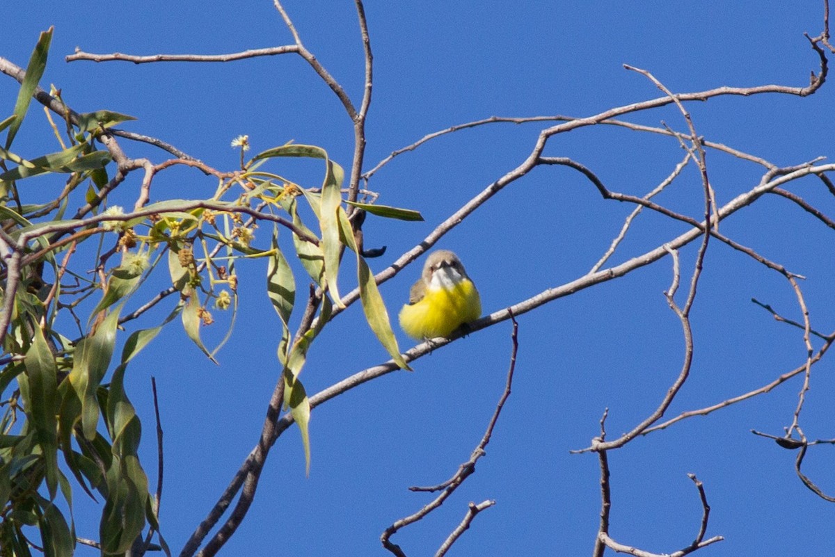 White-throated Gerygone - Richard and Margaret Alcorn