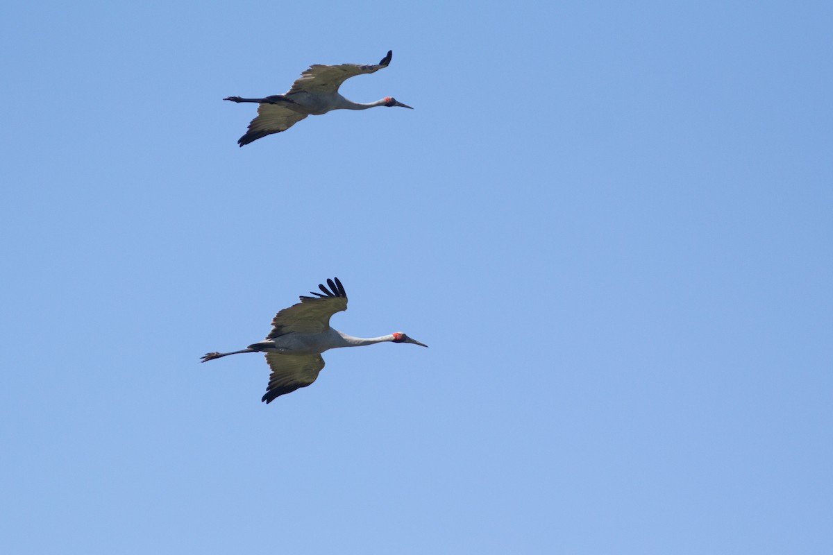 Grue brolga - ML465509901