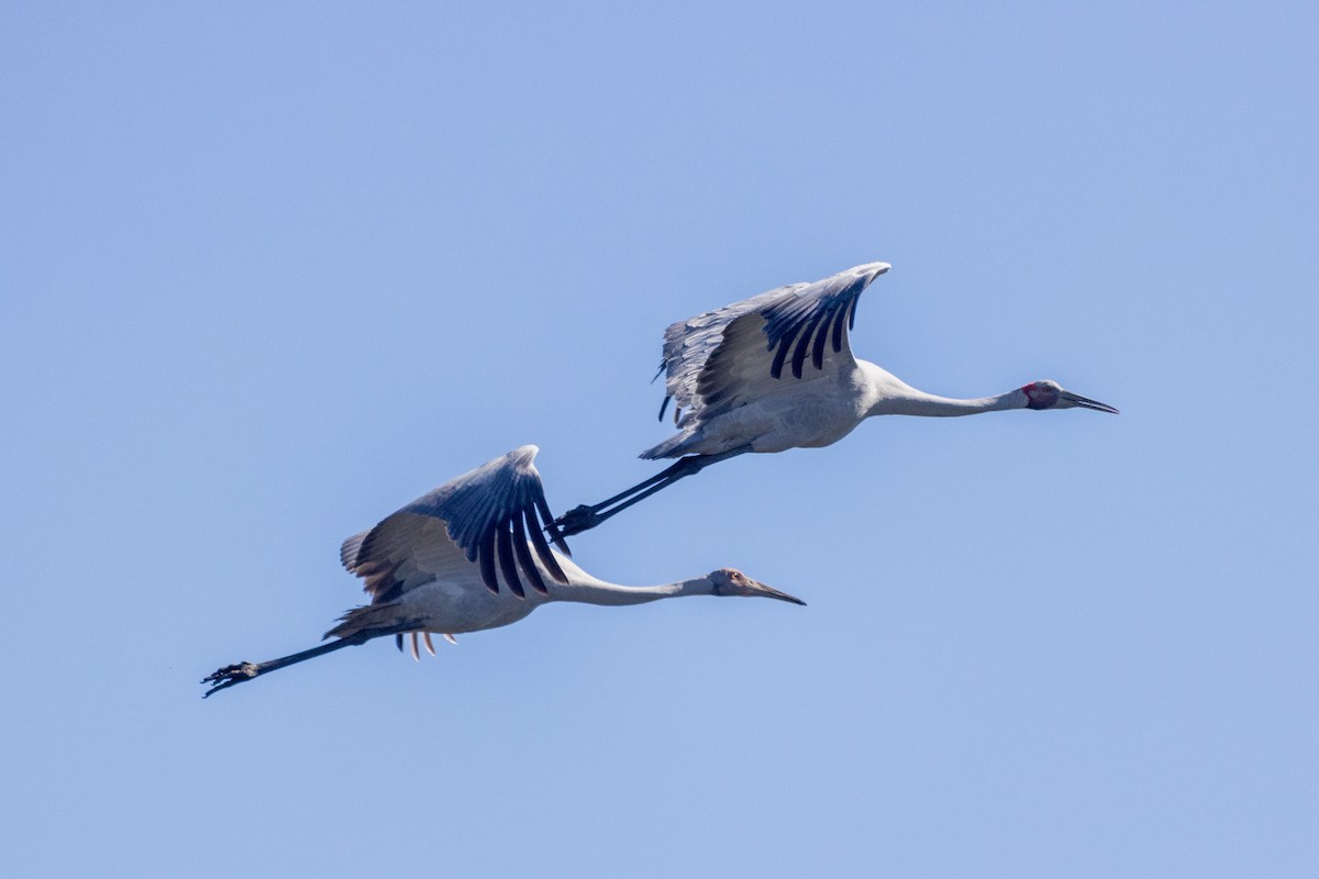 Grue brolga - ML465509911