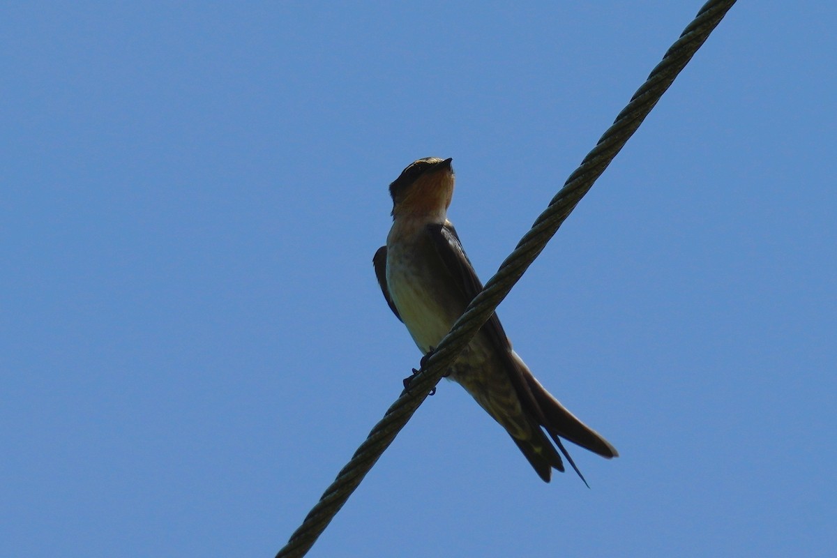 Pacific Swallow - ML465510171