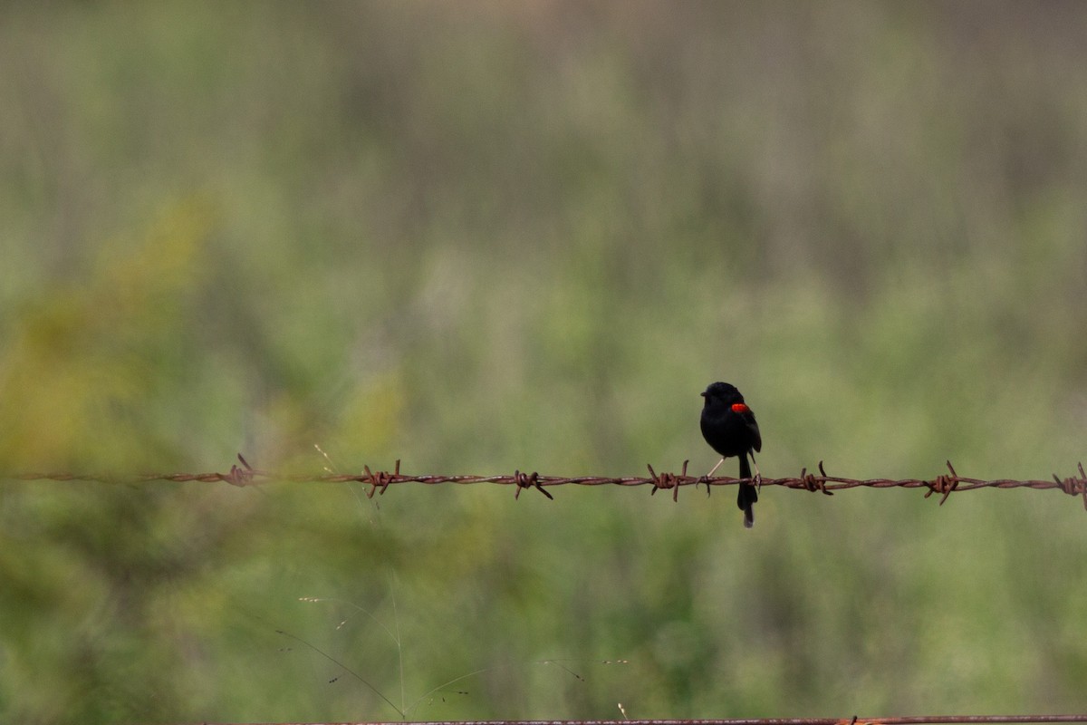 Red-backed Fairywren - ML465510191