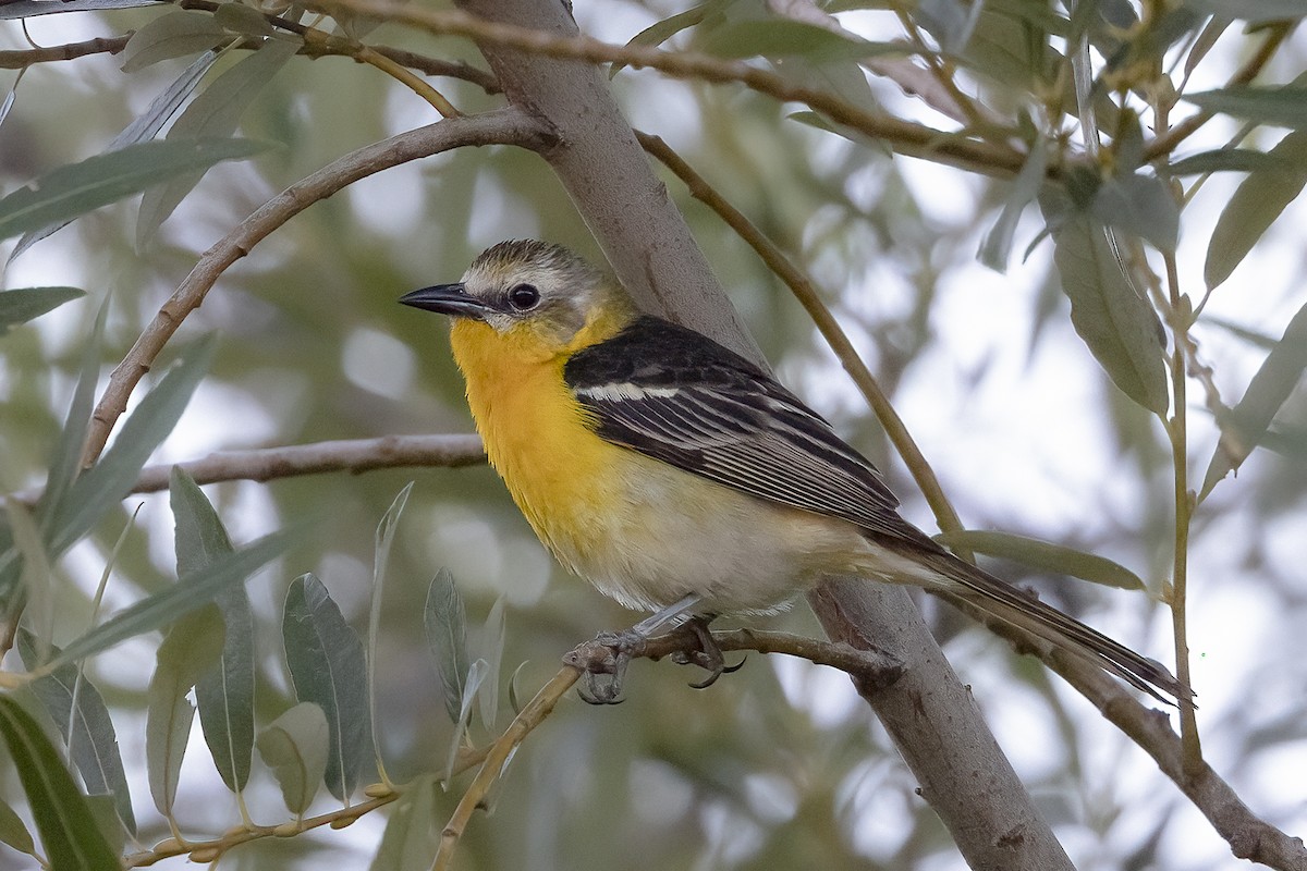 Yellow-breasted Chat x Hooded Oriole (hybrid) - ML465511971
