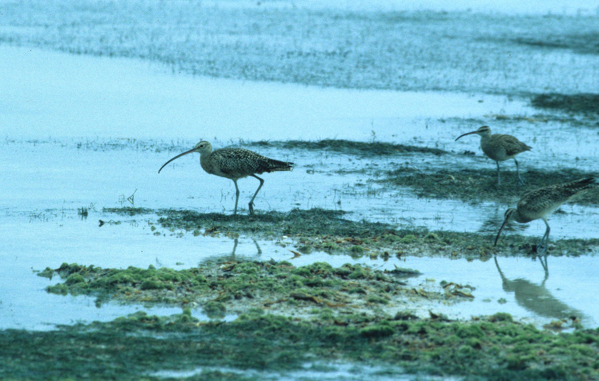 Long-billed Curlew - ML465512021