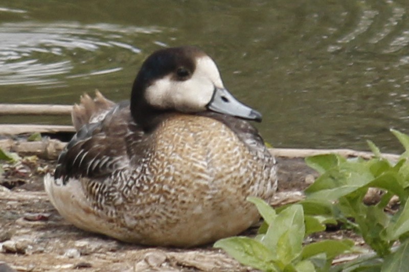 Chiloe Wigeon - ML46551581