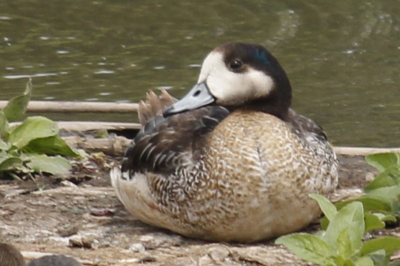 Chiloe Wigeon - ML46551591