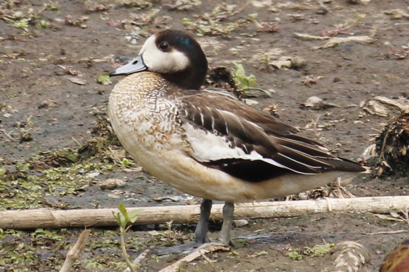 Chiloe Wigeon - ML46551611