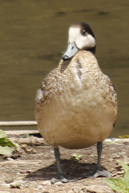 Chiloe Wigeon - ML46551621