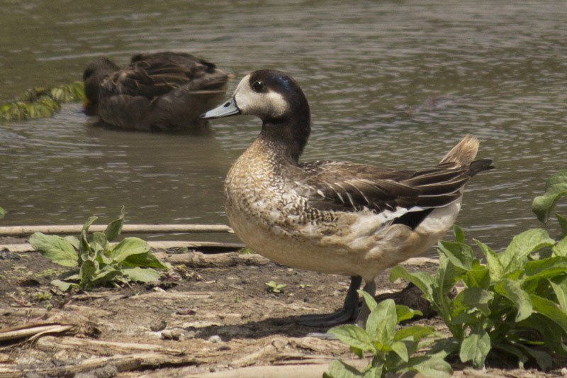 Canard de Chiloé - ML46551631