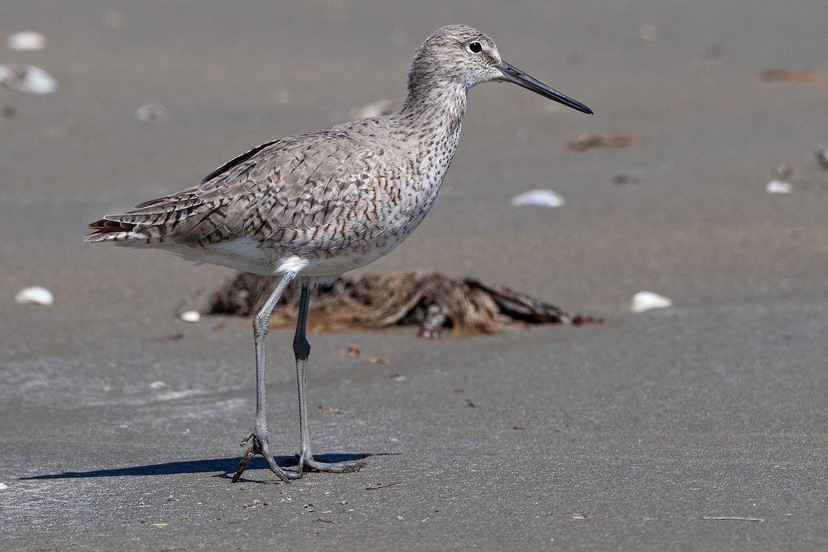 Willet - ML465516981