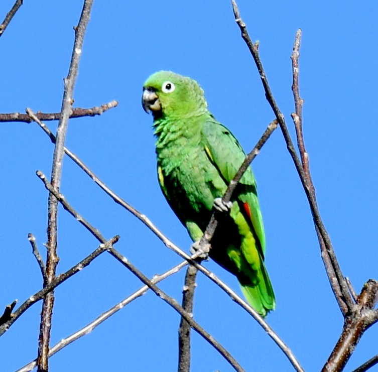 Mealy Amazon - Jos Simons