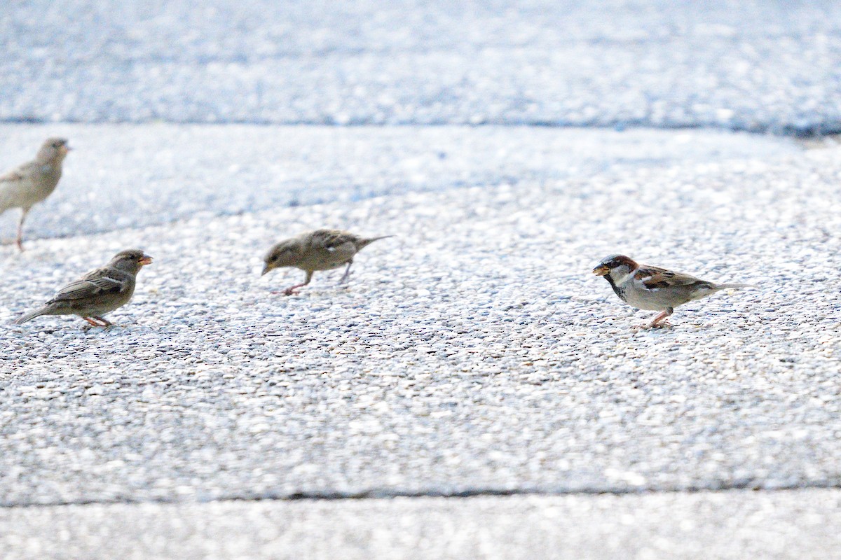 House Sparrow - ML465523011