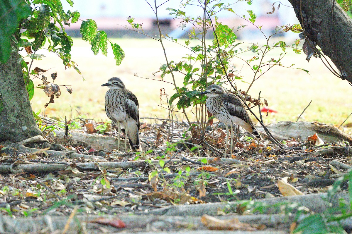 Bush Thick-knee - ML465523051