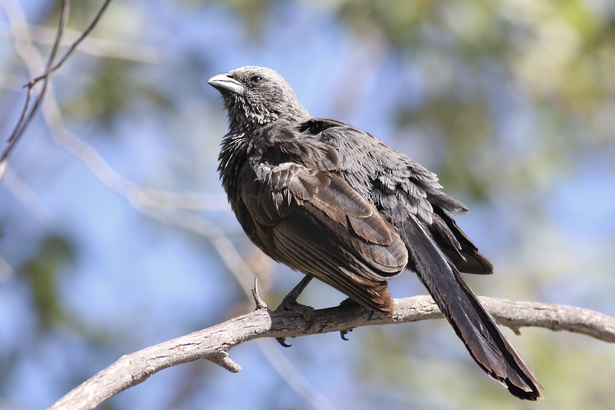 Apostlebird - Gil Ewing