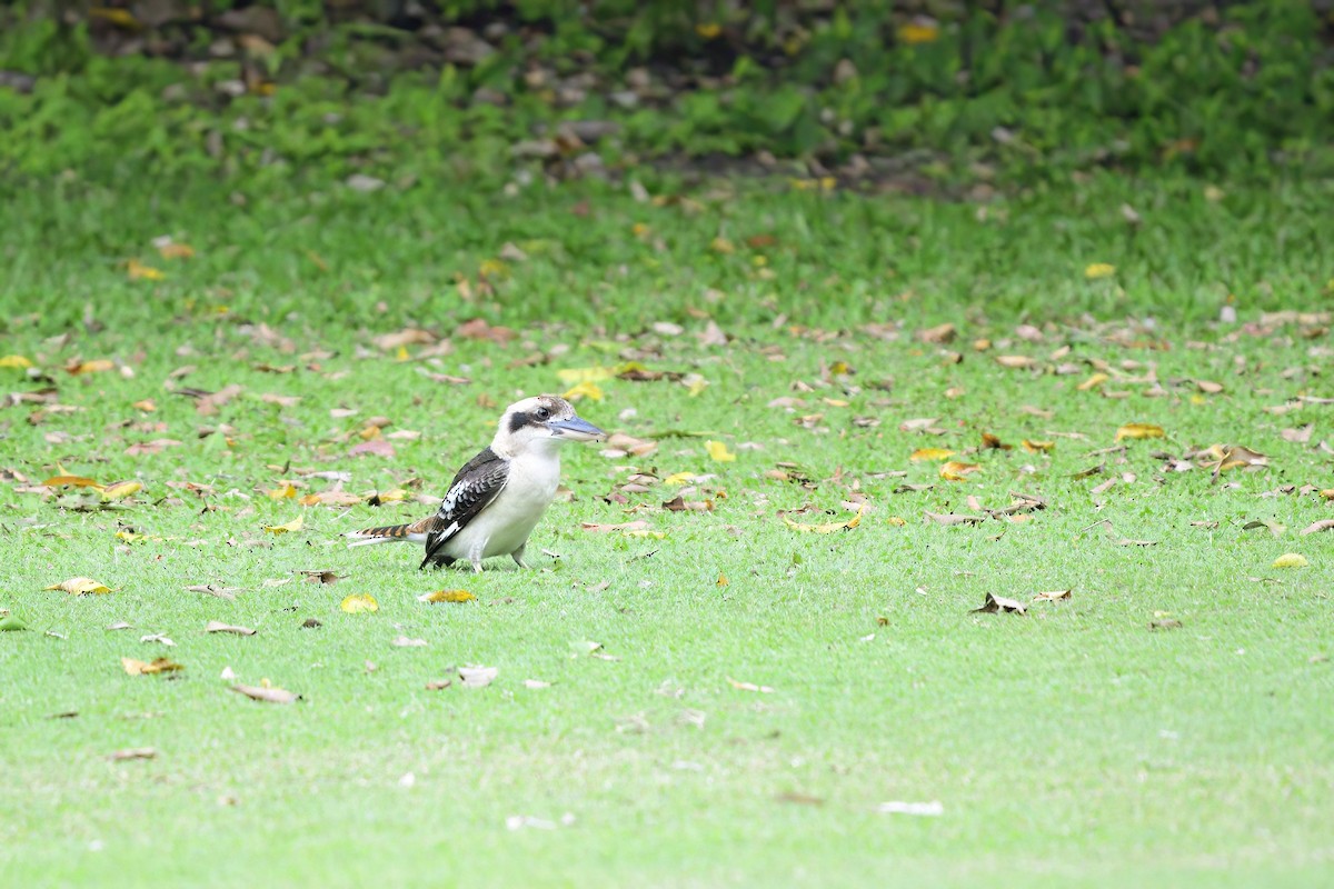 Laughing Kookaburra - ML465524131