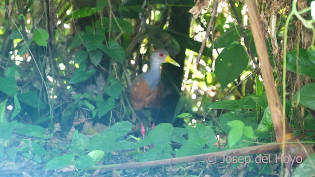 Gray-cowled Wood-Rail (Gray-cowled) - ML465524951