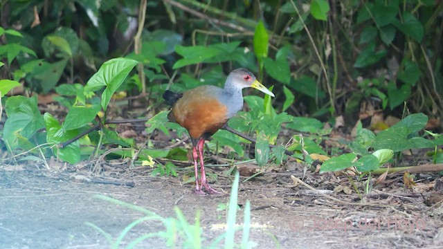 Gray-cowled Wood-Rail (Gray-cowled) - ML465526731