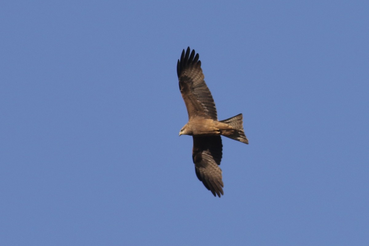 黑鳶 - ML465529891