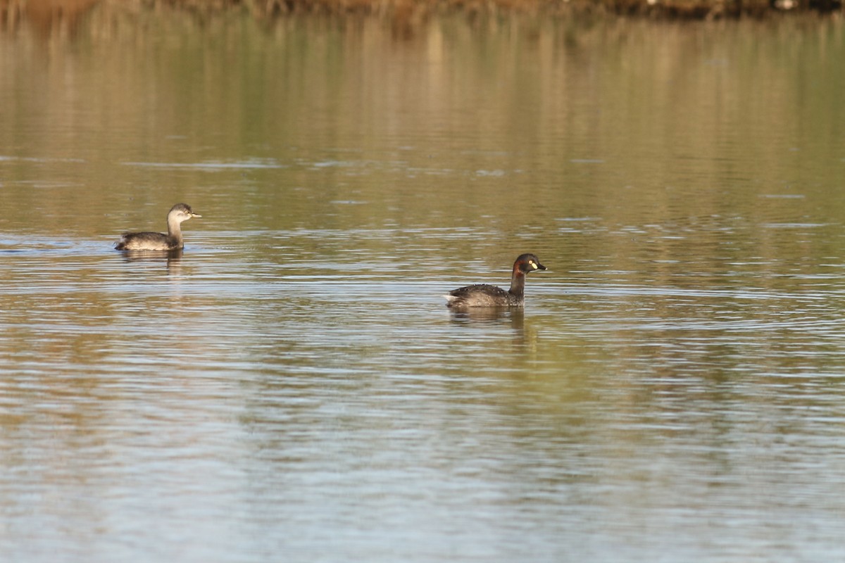 Australasian Grebe - ML465530101