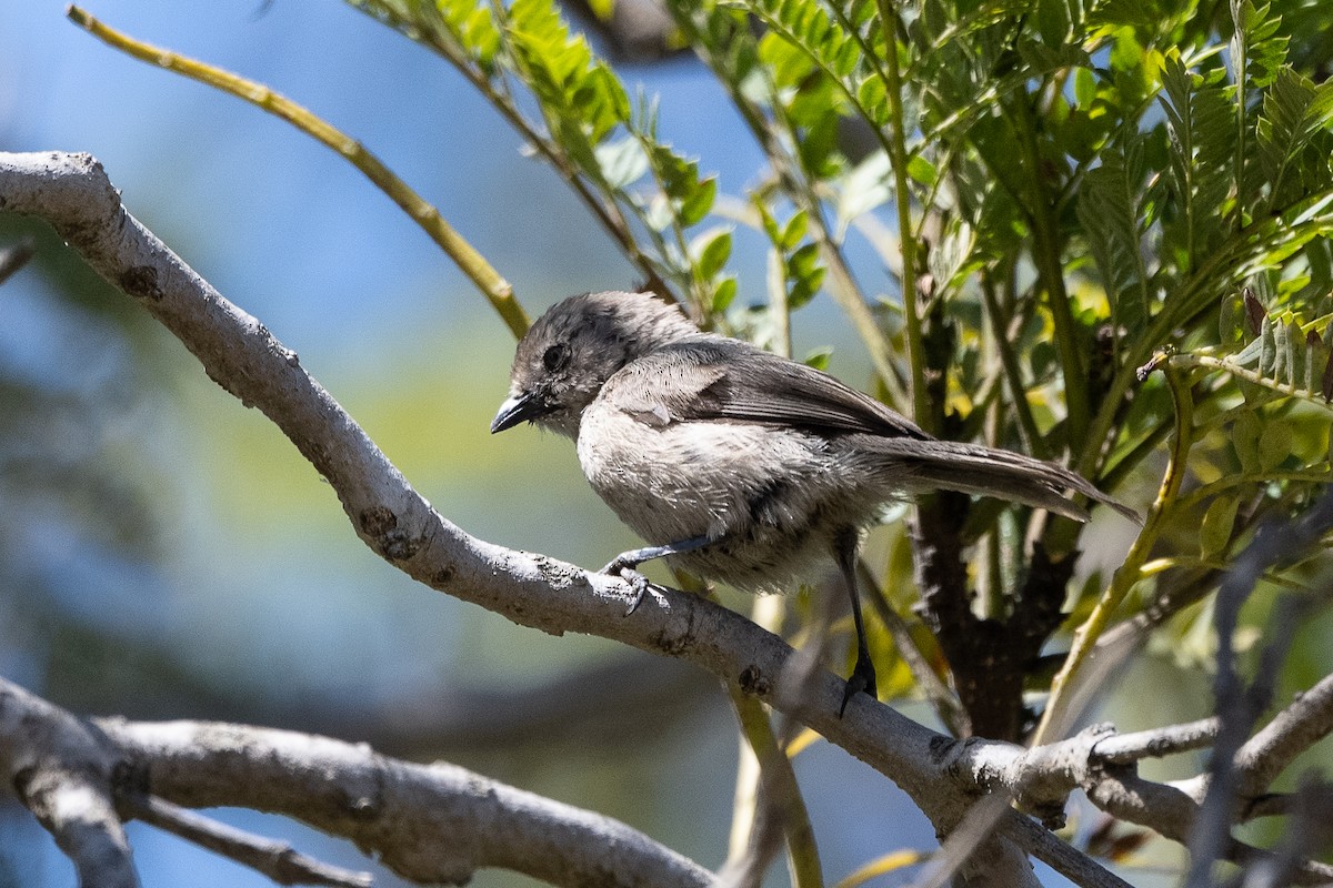 Bushtit - Stephen Davies