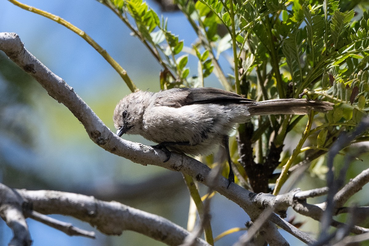 Bushtit - Stephen Davies