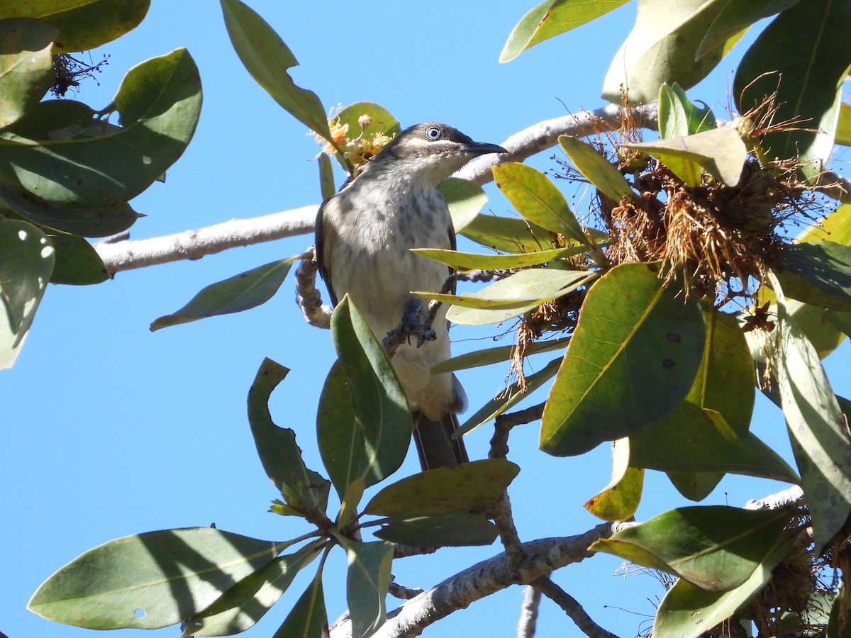 Kimberley Honeyeater - ML465532271