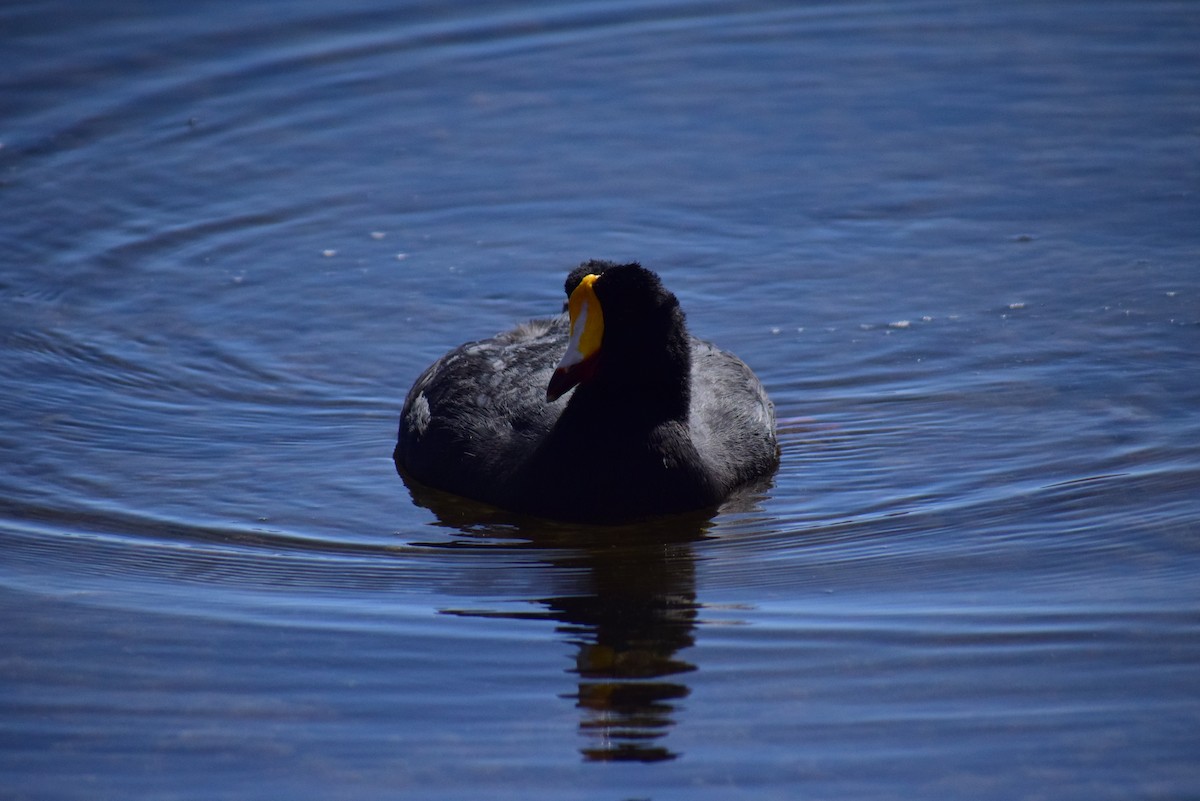 Giant Coot - ML465534991