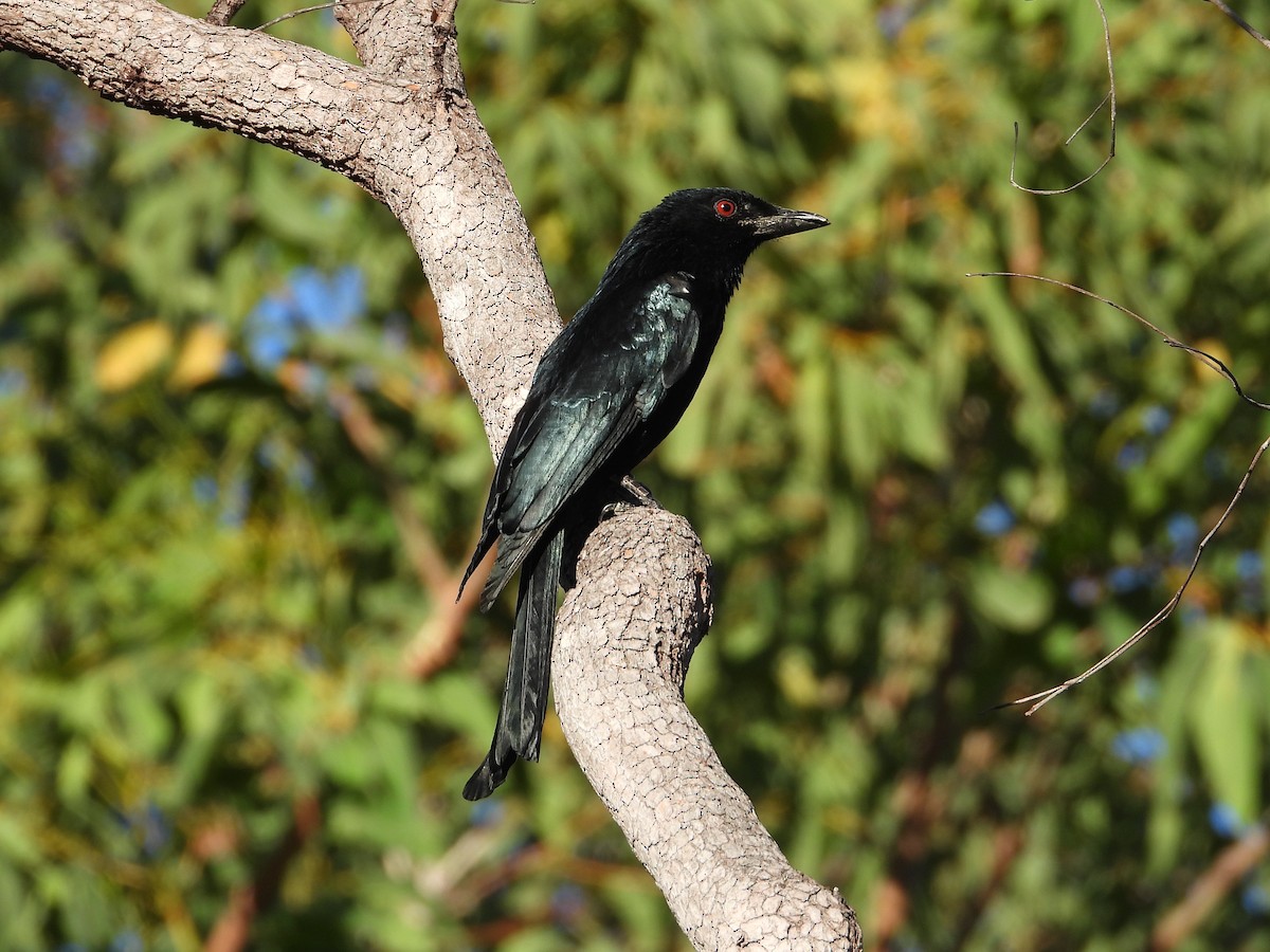 Yıldızlı Drongo - ML465535511