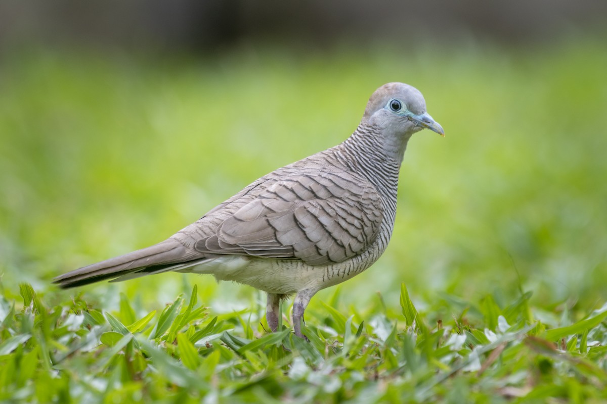 Zebra Dove - John Clough