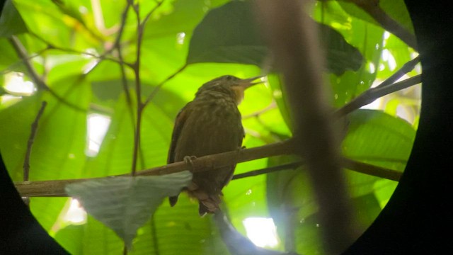 Anabate de Lawrence - ML465540881