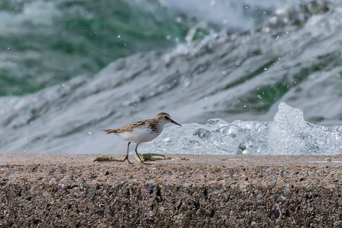 Sandstrandläufer - ML465540901