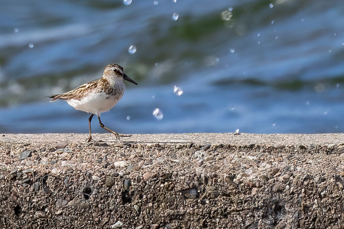 Semipalmated Sandpiper - David Baldwin