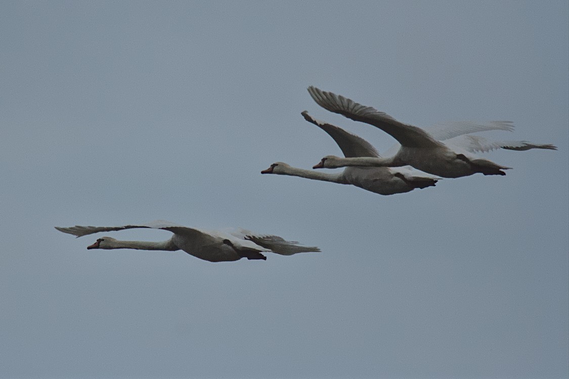 Mute Swan - Dale Lambert