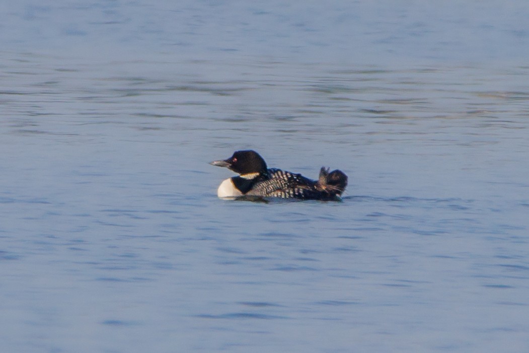 Гагара полярна - ML465541701