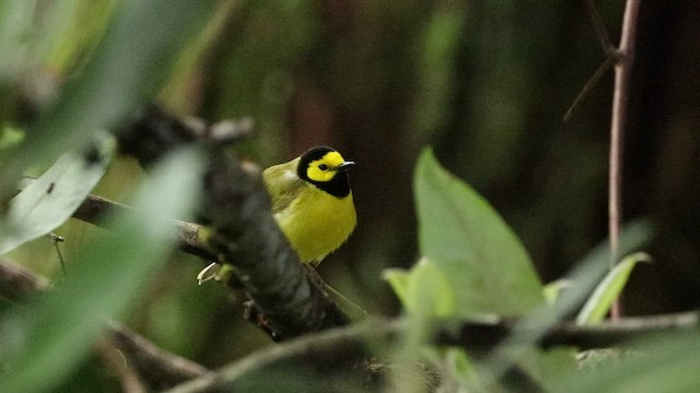 Hooded Warbler - ML465541711